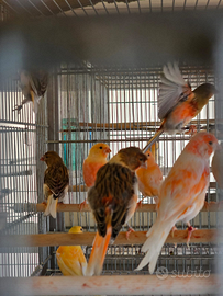 Canarini portoghesi arlecchino