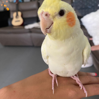 Calopsite allevate a mano