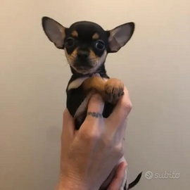 Cucciola di chihuahua Toy femmina