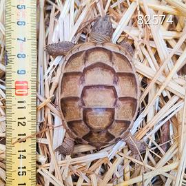 T. marginata albino caramello BABY cb 2024 (82574)