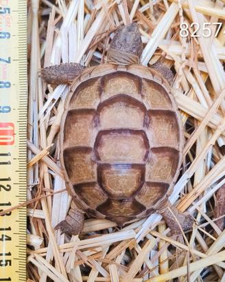 T. marginata albino caramello BABY cb 2024 (82574)