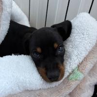 Cucciolo maschio di Bassotto (Dachshund) di razza