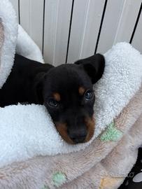 Cucciolo maschio di Bassotto (Dachshund) di razza