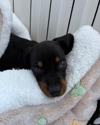 Cucciolo maschio di Bassotto (Dachshund) di razza