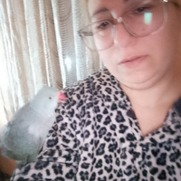 Pappagalli disponibili addestrati su prenotazione