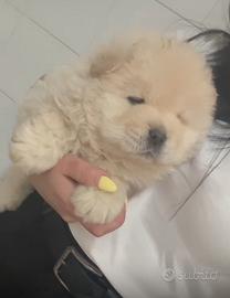 Chow chow