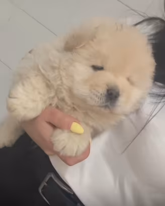 Chow chow