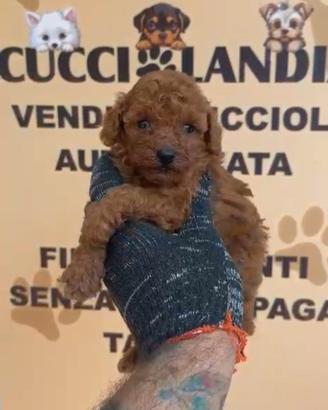barboncino mini Toy Red anche a rate prenotabili 