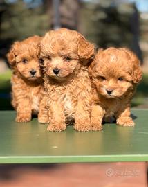Cuccioli di Maltipoo Toy Coreani Red