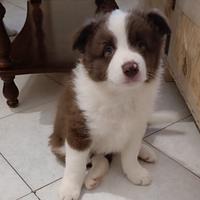 Border collie pronti dal 20 novembre
