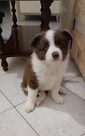 Border collie pronti dal 20 novembre
