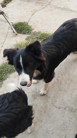 Border collie