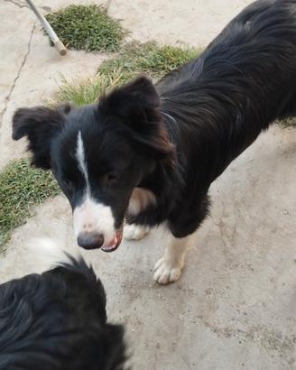 Border collie