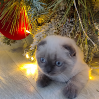 Scottish fold e straght