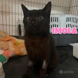 Imola gattina nera di un anno