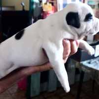 Staffordshire bull terrier