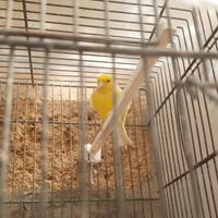 Canarino maschio spagnolo 2025