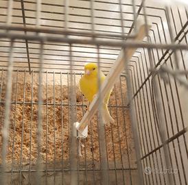 Canarino maschio spagnolo 2025