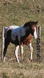 Puledra paint horse con documento