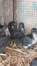 Pulcini di marans di 40 giorni