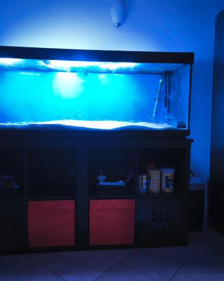 Acquario 