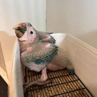 Ara Arlecchino in fase di svezzamento