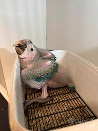 Ara Arlecchino in fase di svezzamento