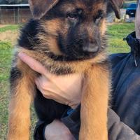 Cuccioli Pastore Tedesco con pedigree