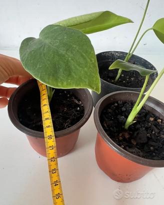 Pianta Monstera Deliciosa