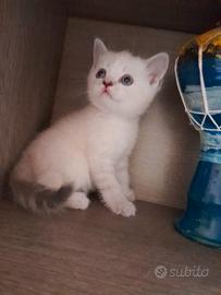 Scottish fold