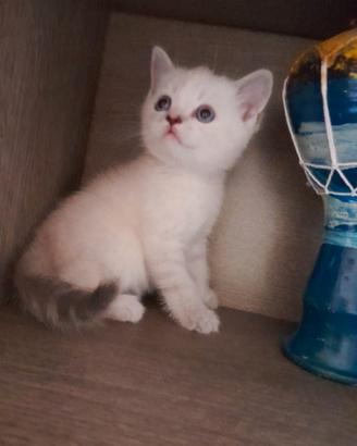 Scottish fold