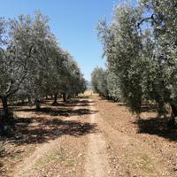 Terreno edificabile vicino spiagge - Ischitella