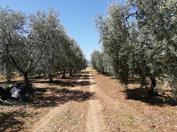 Terreno edificabile vicino spiagge - Ischitella