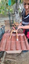 cucciolo taglia piccola 