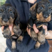 Cuccioli di bassotto