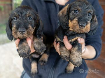 Cuccioli di bassotto