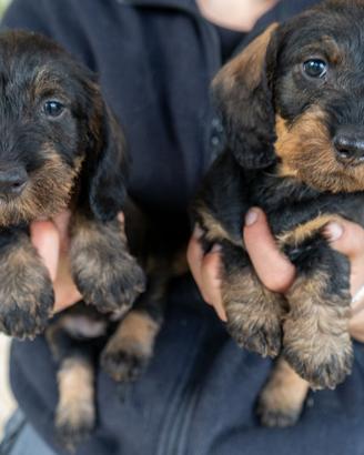 Cuccioli di bassotto