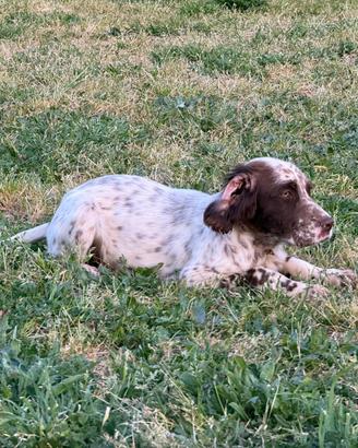 Setter inglese