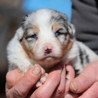 Cuccioli Australian Shepherd