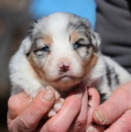Cuccioli Australian Shepherd