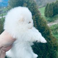 Cucciola de Spitz Nano ( Pomerania)