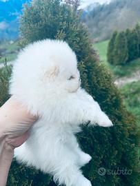 Cucciola de Spitz Nano ( Pomerania)