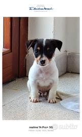 Jack Russell terrier