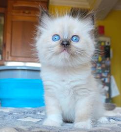 Splendidi Ragdoll