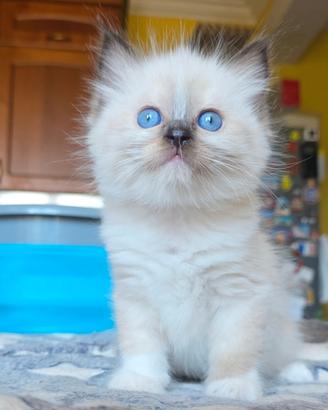 Splendidi Ragdoll