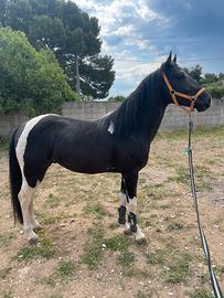 Cavallo paint