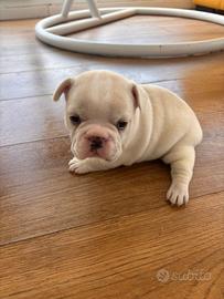 Bulldog francese colorazione esotica