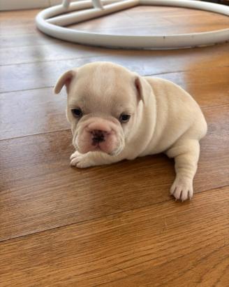 Bulldog francese colorazione esotica