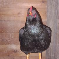 Galli combattenti indiani o cranish