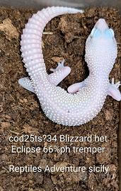 Geco leopardino Blizzard